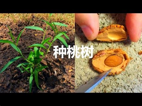 家裡種桃樹|【種桃樹】從核果到果香滿枝頭：親手種植桃樹的完整。